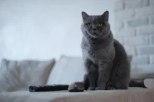 Kočka sedí u ovladače na TV.