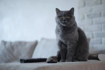 Kočka sedí u ovladače na TV.