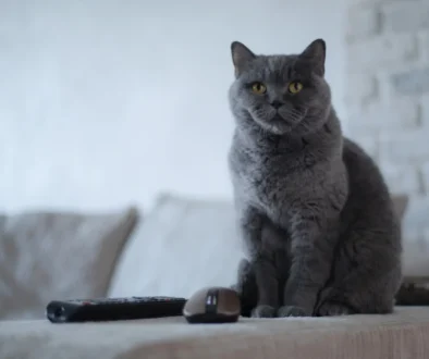 Kočka sedí u ovladače na TV.