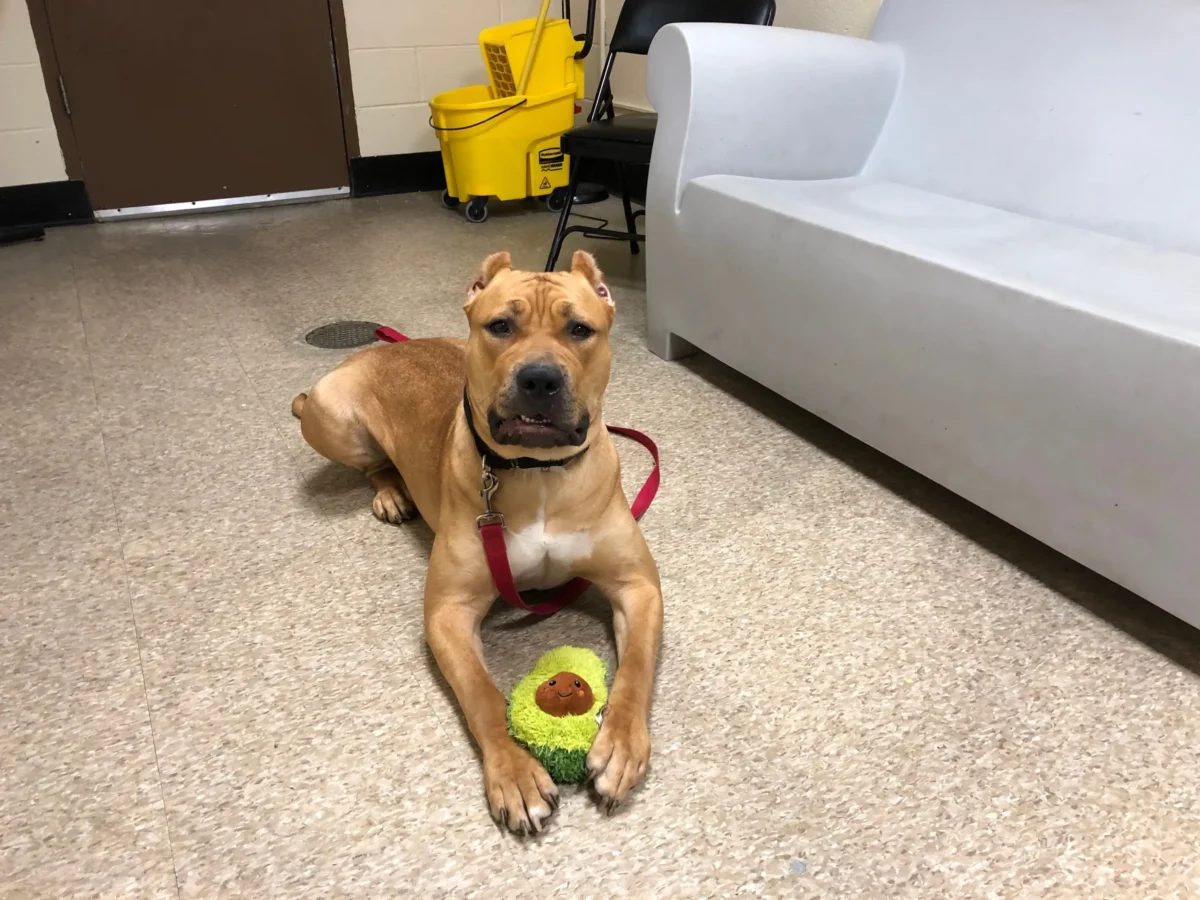 Pejsek má mezi packami plyšové avokádo. 