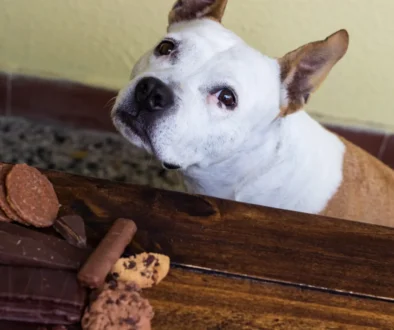 Pejsek sedí u stolu, na kterém jsou sladkosti.