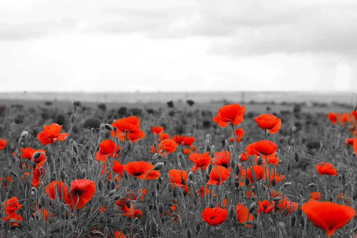 Pole s vlčími máky