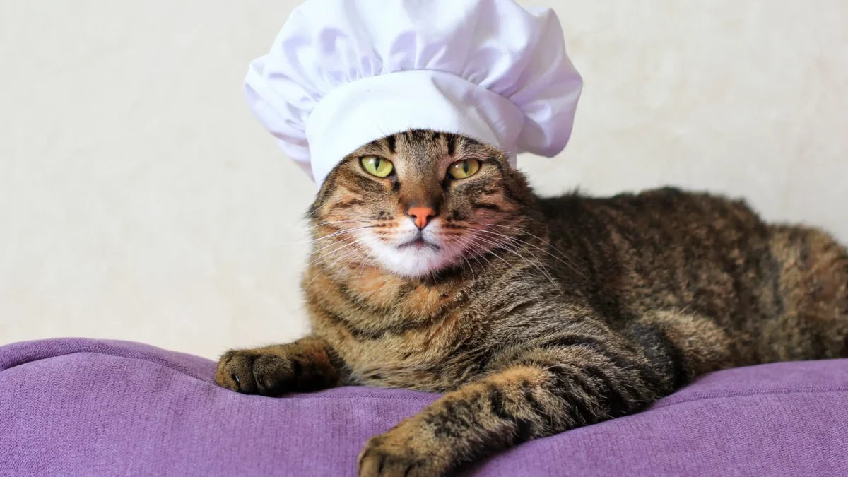 Kočka má na hlavě kuchařskou čepici.