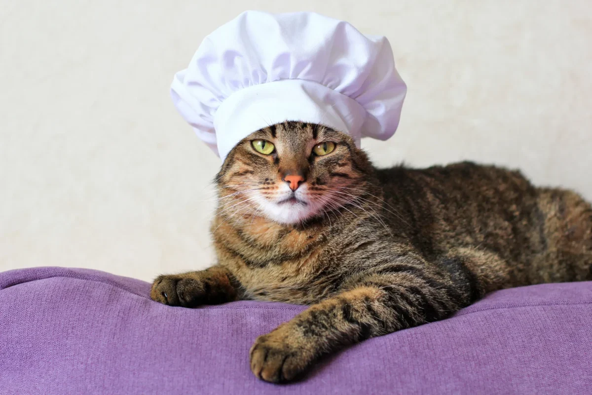 Kočka má na hlavě kuchařskou čepici.