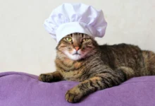 Kočka má na hlavě kuchařskou čepici.