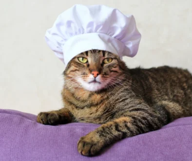 Kočka má na hlavě kuchařskou čepici.