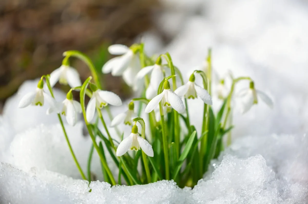 Sněženky jsou v obklopení sněhu.