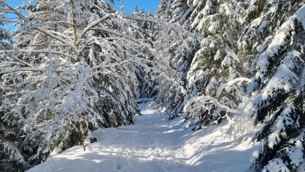 Macecha poslala Marušku jednoho mrazivého dne do lesa na jahody