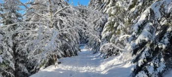 Macecha poslala Marušku jednoho mrazivého dne do lesa na jahody