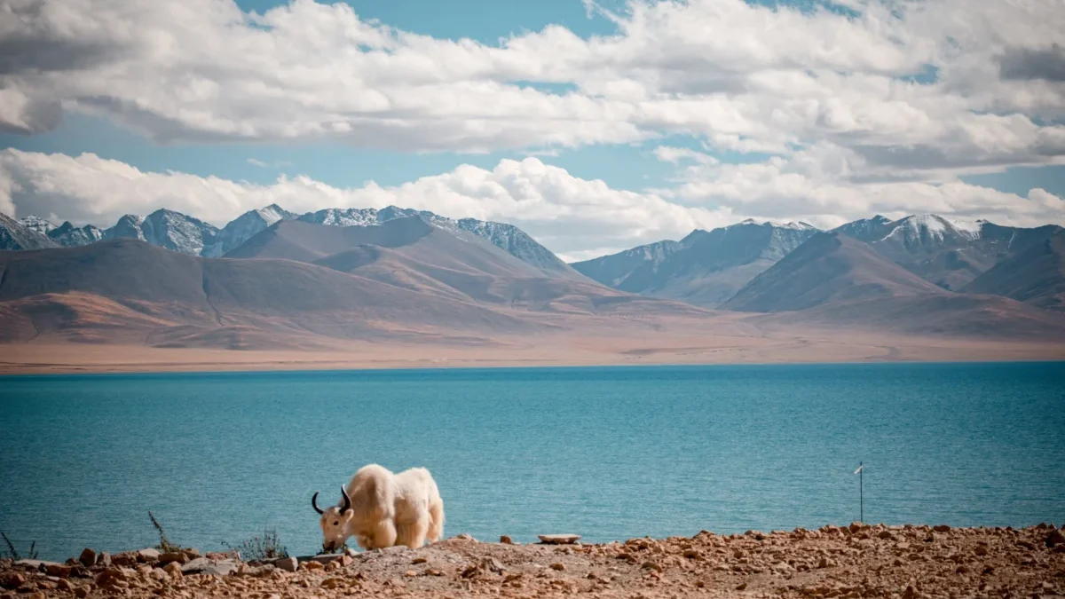 Kráva se pase v Himalájích.