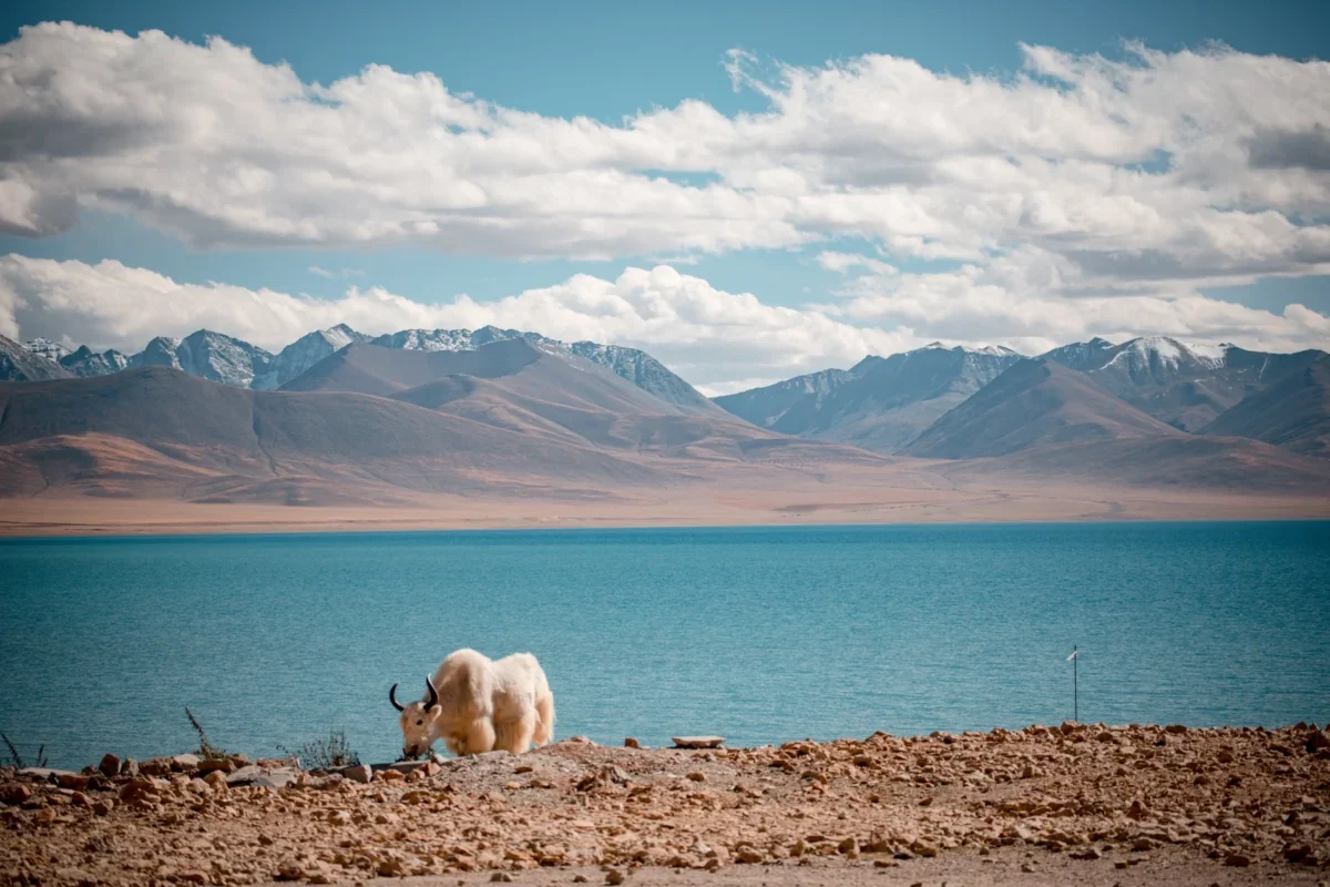 Kráva se pase v Himalájích.