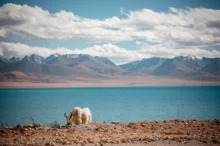 Kráva se pase v Himalájích.