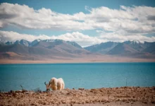 Kráva se pase v Himalájích.