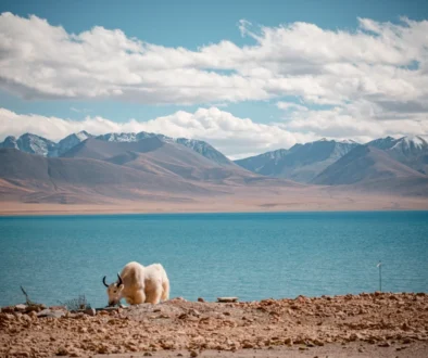 Kráva se pase v Himalájích.