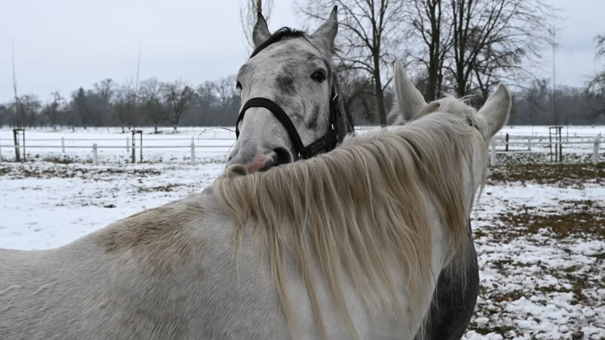 Bílí koně stojí venku.