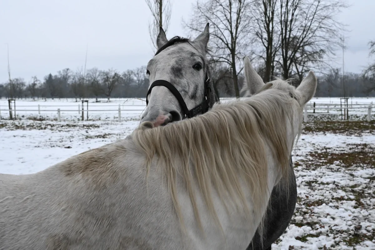Bílí koně stojí venku.