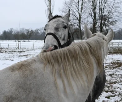 Bílí koně stojí venku.
