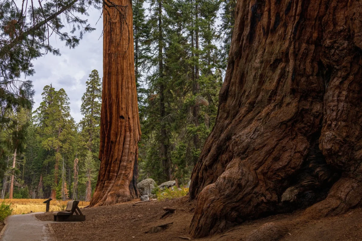 sekvoj | TVGURU.cz Americká sekvoje