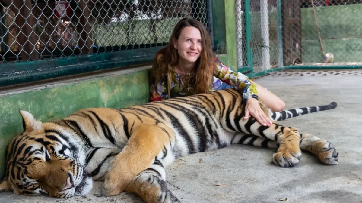 tygra s návštěvnicí