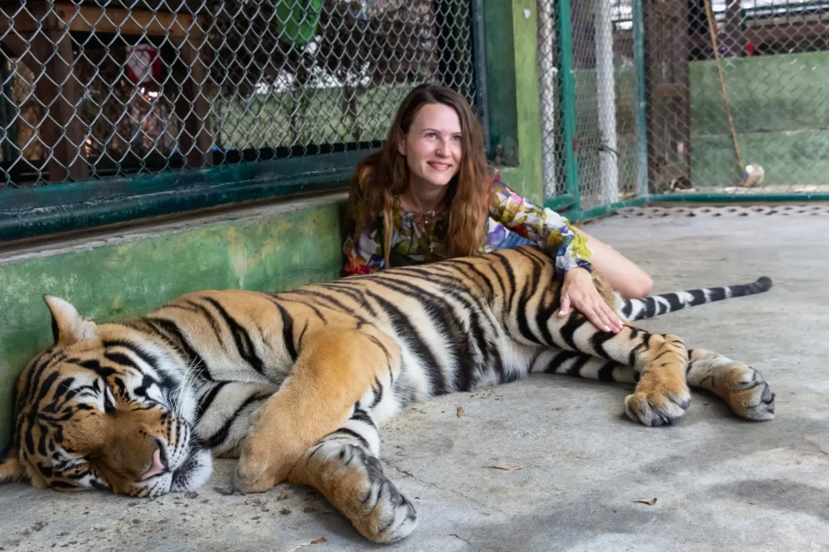 tygra s návštěvnicí