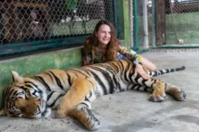 tygra s návštěvnicí