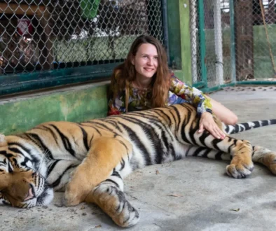 tygra s návštěvnicí