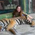 tygra s návštěvnicí