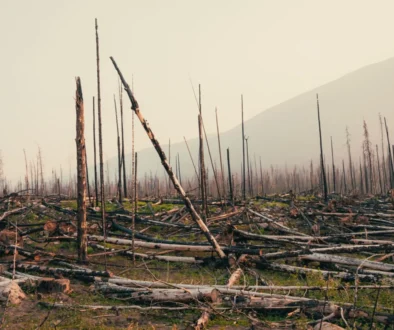 ohořelý les