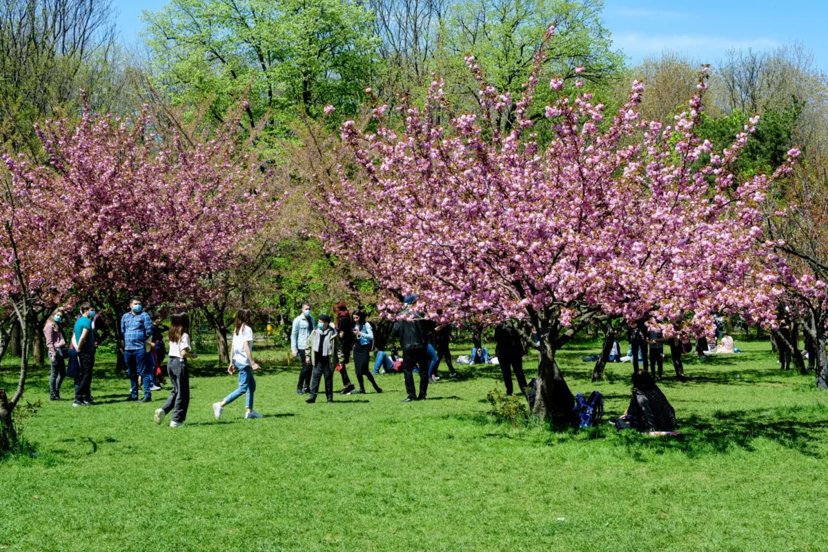 Lidé se procházejí mezi rozkvetlými stromy. 