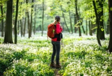 shutterstock_2462799159-2