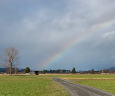Zelenající se park s duhou.