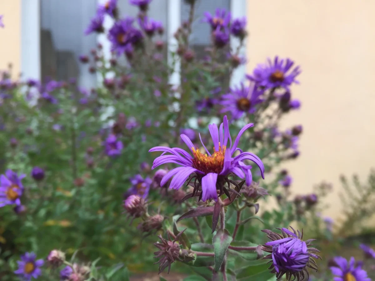 shutterstock_2557865005 | TVGURU.cz Kvetoucí rostlina