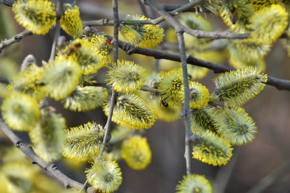 Kočičky na stromě
