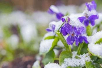 Zima ne a ne ustoupit...