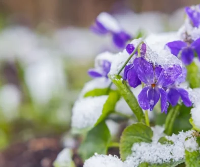 Zima ne a ne ustoupit...