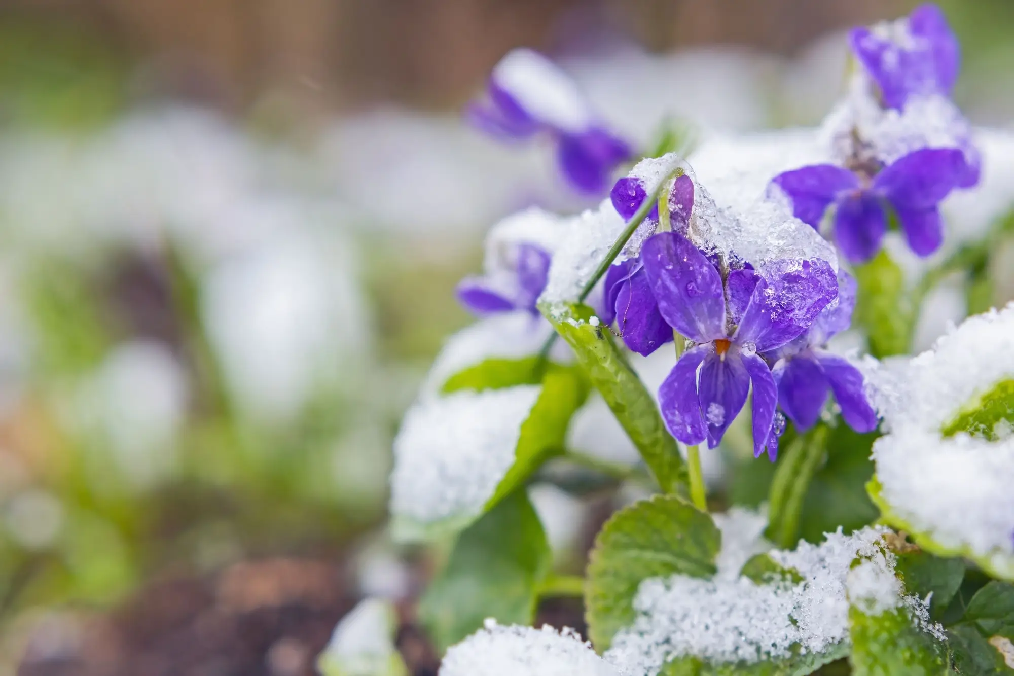 Zima ne a ne ustoupit...