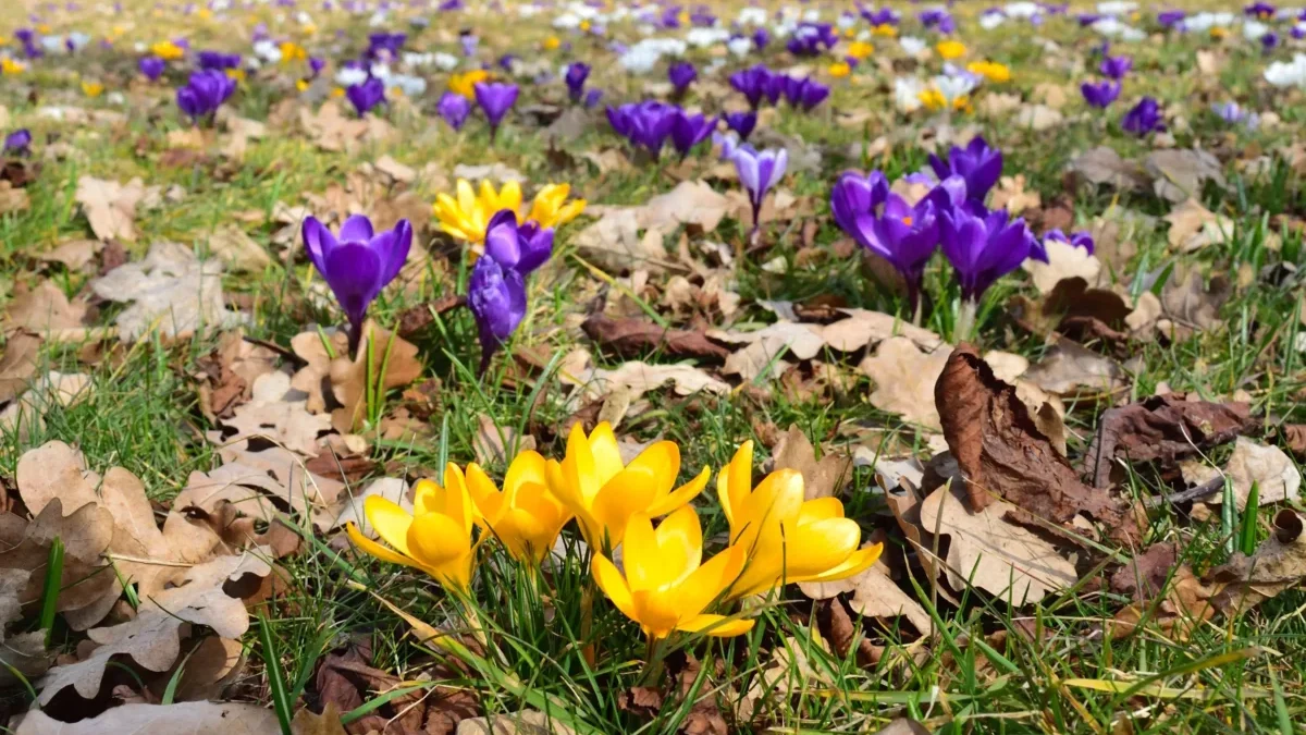 Venku kvetou krokusy.