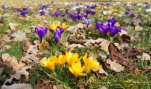 Venku kvetou krokusy.