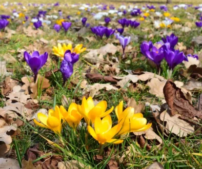 Venku kvetou krokusy.