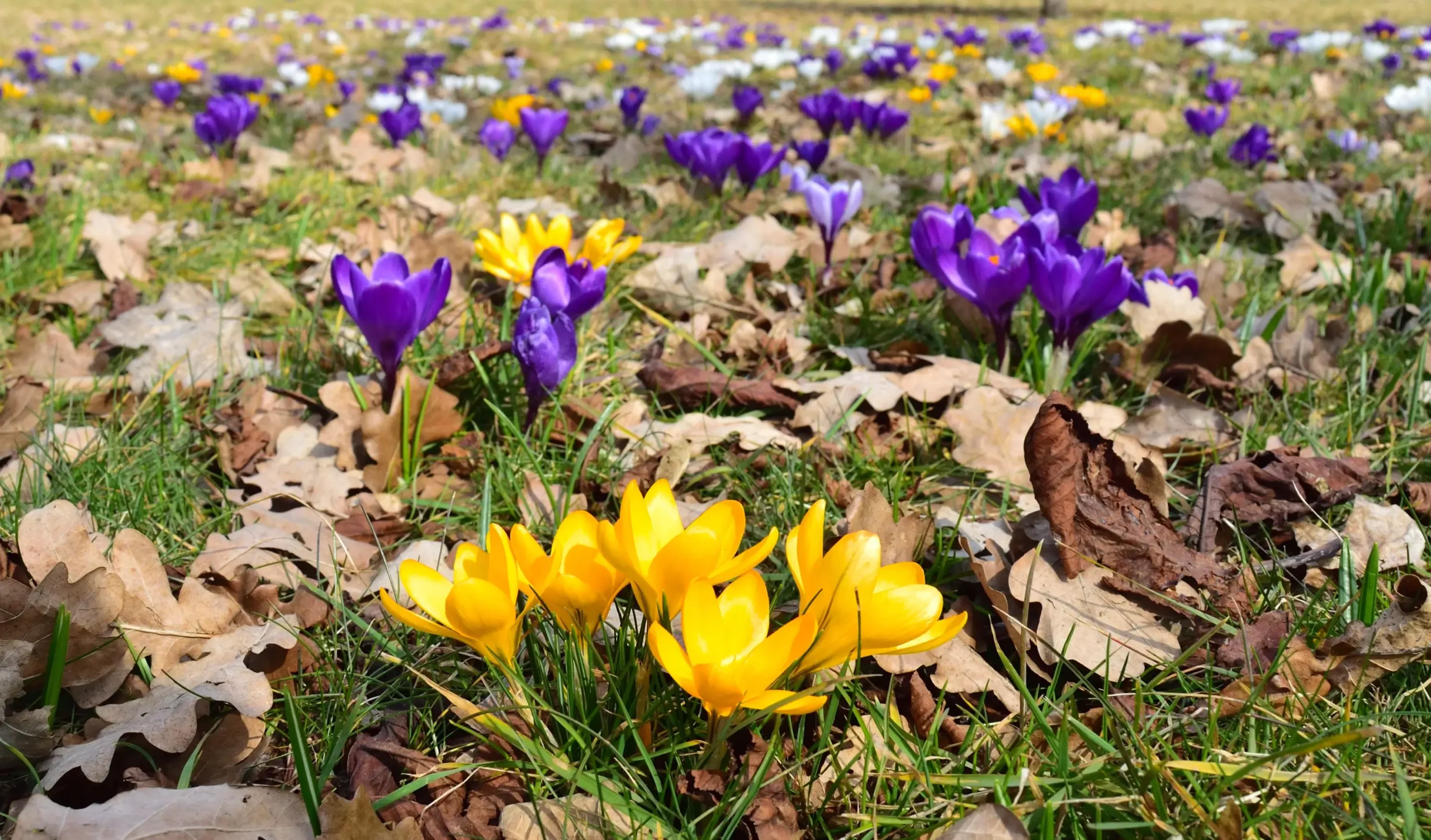 Venku kvetou krokusy.