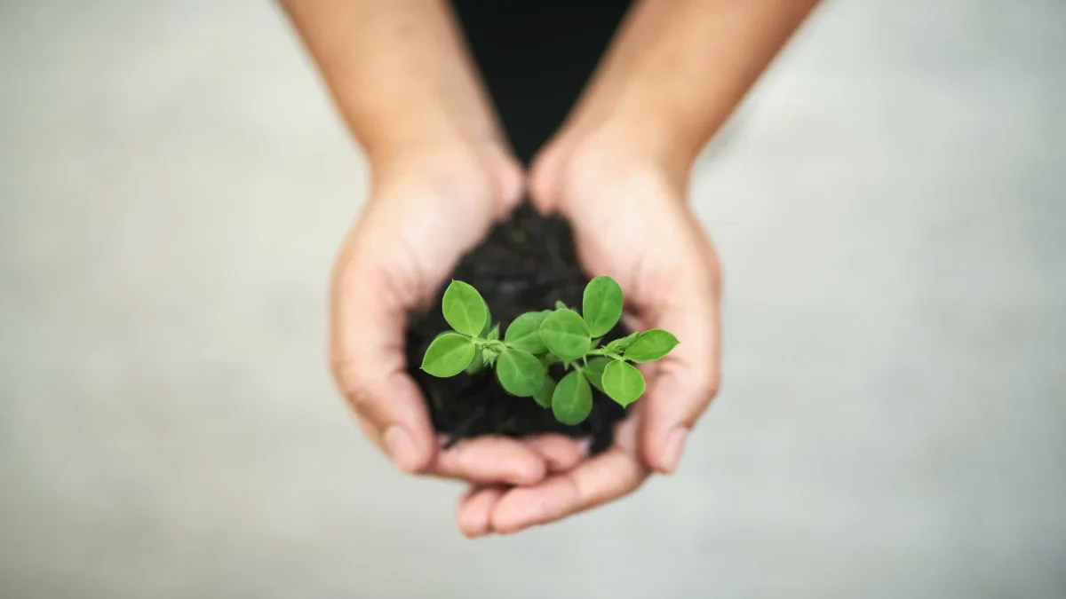 Člověk drží rostlinku s hlínou.