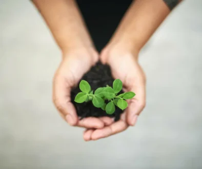 Člověk drží rostlinku s hlínou.