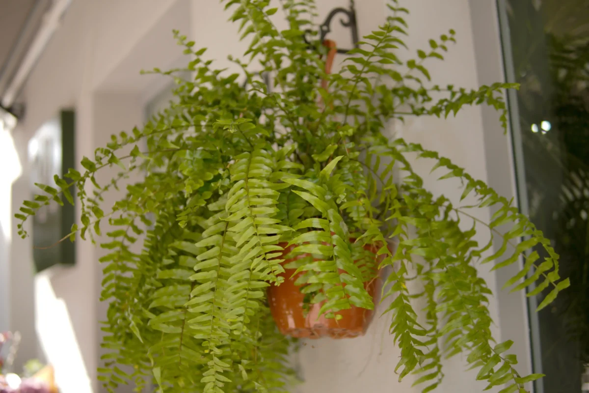 Zavěšená kapradina 