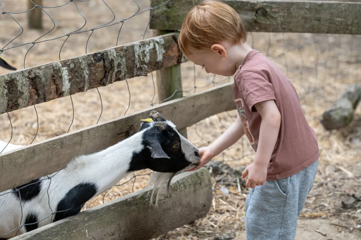 malý chlapec v zoo koutku