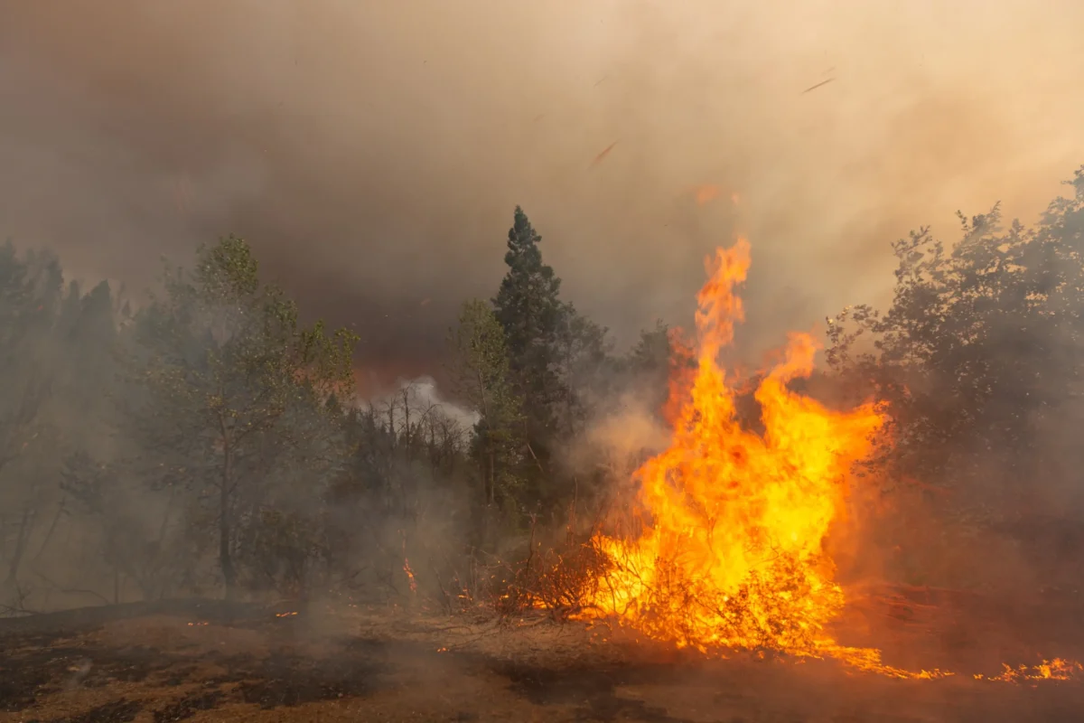 Požár se šíří lesem. 