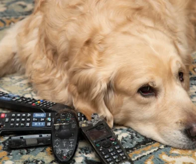 Pes leží u ovladačů.