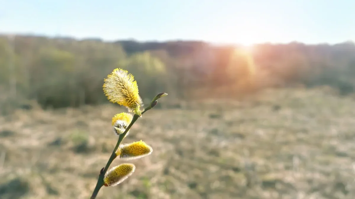 Jaro nás letos navštívilo hodně brzy