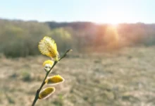 Jaro nás letos navštívilo hodně brzy