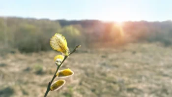 Jaro nás letos navštívilo hodně brzy
