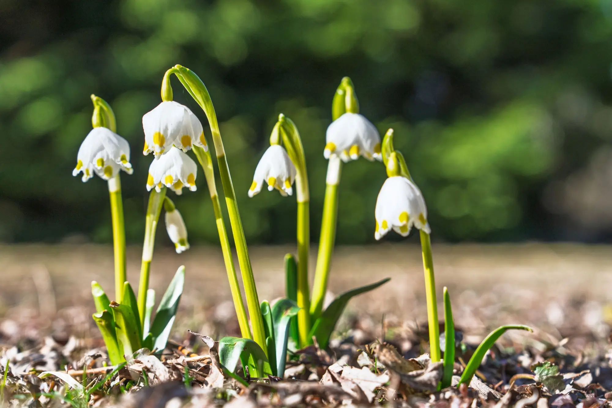 Po sněženkách vykvetly i bledule